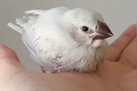 养了12天的文鸟成精了，黏人的程度会让你爱不释手，非常亲人