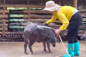 农场小鸭子已经孵化出窝，天气逐渐炎热，给小猪们冲澡防止生病视频封面
