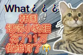What？在韩国花110000给猫做绝育，我却出乎意料的觉得很便宜！