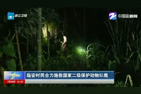 临安村民合力施救国家二级保护动物黇鹿