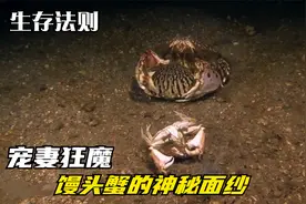 揭秘馒头蟹：走到哪里都抱着自己的老婆，是宠妻狂魔还是行径卑劣视频封面