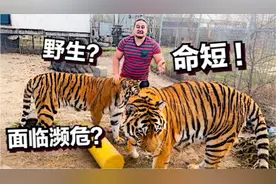 【Q＆A】老虎的寿命有多长？没想到家养和野生差的距这么大！视频封面
