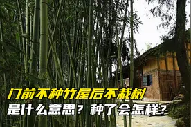 俗话说“门前不种竹，屋后不栽树”，是什么意思？种了会怎样？视频封面