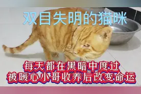 双目失明的猫咪每天都在黑暗中度过，被暖心小哥收养后改变命运