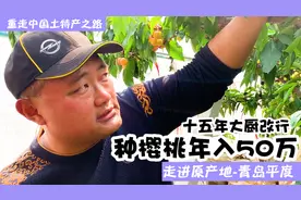 走进原产地青岛平度，15年大厨回乡种樱桃，一年挣50万不缺销路