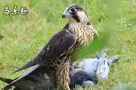 实拍“鸽子天敌”游隼抓鸽子，信鸽飞不过游隼，往往都会毙命