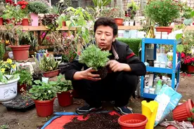 这样栽种一盆薰衣草，根系长得壮，开满蓝色花，还能防蚊虫！