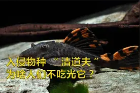 人人喊打的清道夫一无是处，暴晒都杀不死它，简直就是垃圾鱼视频封面