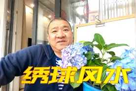 绣球花属阴吗？能在家里养吗？对家里的风水有没有影响？视频封面