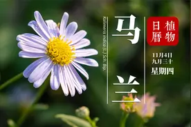 “马兰开花二十一 ” 这首童谣是不是也时常萦绕在你的梦里？