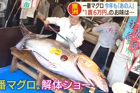 1245万一条鱼！日本一尾蓝鳍金枪鱼拍下高价 每公斤4万5视频封面