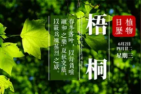 “种桐引凤”是中国梧桐文化 法国梧桐不是梧桐 也和法国关系不大视频封面