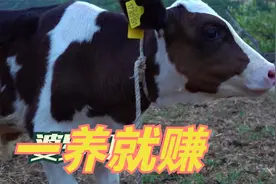 畜牧业养牛、养羊、养猪、养鸡，养那个最赚钱？新手入门必看