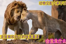 动物交配六亲不认，如果流浪雄狮和自己的母亲重逢，会发生什么？视频封面