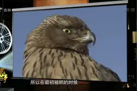 家事：捉到鹰不代表就拥有它，“熬鹰”过程才最艰难，来看看