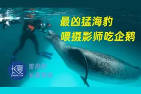 著名摄影师遇海豹袭击：吓坏了？感动哭了！视频封面