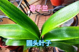 在花鸟市场上，一个花老板告诉我圆头叶子君子兰开花，尖头不开花