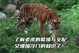 了解老虎的繁殖与交配，又增加冷门的知识了！