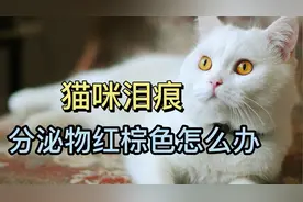 猫咪泪痕分泌物红棕色怎么办视频封面