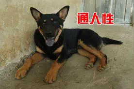 老乡深山养300头羊，靠一条通人性大壮狗看管，爱吃肉你见过吗视频封面
