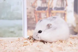 据说青岛买宠物的都来这，10块钱买1只小仓鼠养，真的很便宜