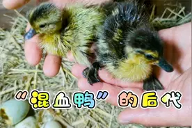 野鸭和家鸭的后代，究竟有没有繁殖能力，准确答案出来了