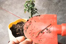 花卉盆土里有蚯蚓好不好？一定要把它杀灭，不然会造成花卉死亡视频封面