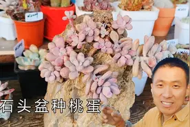 花卉大集上淘的石头盆种桃蛋啦！看看效果怎么样？期待爆盆！视频封面