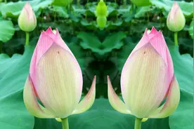 手机装上这软件，一键拍出分身相片，功能强大操作简单一分钟学会视频封面