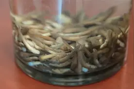 破壳的小娃娃鱼就是这个样子，本来没有脚，长呀长呀就长出了脚视频封面