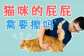猫咪拉完粑粑后，需要帮TA擦屁股吗？