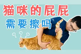 猫咪拉完粑粑后，需要帮TA擦屁股吗？