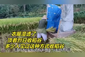 四川渠县：农村老人用这种传统方式收割稻谷，有多少人见过视频封面