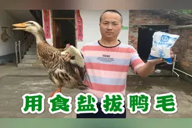 小伙用食盐拔鸭毛，这才是拔鸭毛的好方法！简单又干净，没见过吧