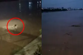 河南周口洪峰过境水位暴涨：堤口铁牛被全部淹没视频封面