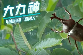 犀金龟是害虫，但却是国家二级保护动物？具有抗癌作用，严禁捕捉视频封面