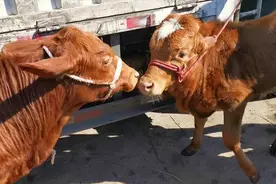 云南曲靖农村牛市，小黄牛63元1公斤，这价格贵吗？