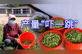 胖嫂家豌豆熟了，不摘不知道，一摘吓一跳，一小段垄，就能摘一桶