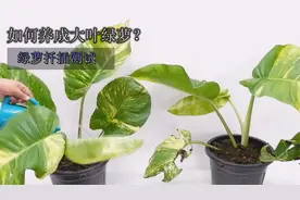 为什么绿萝爬树后，叶子会越长越大，大叶绿萝扦插后会怎么样？视频封面