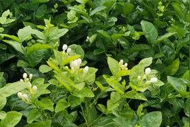 茉莉花之乡-犍为清溪镇印象（二）点击视频即知道清溪的大概情况