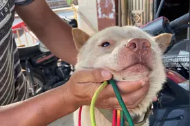 小白狗失踪三年又回到二弟身边，真实演绎现实版的“人狗情未了”视频封面