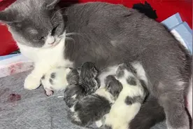 矮脚蓝白艰苦产下4只宝宝，矮脚猫生产很辛苦需要主人全程陪同！视频封面