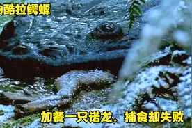 古生物酷拉鳄螈，加餐一只诺龙，捕食却失败