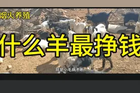 养羊为何有南方北方差异？那种羊最挣钱？祖传养羊经验小伙来揭秘