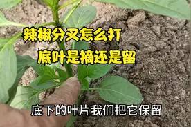 辣椒如何打分叉？底叶是摘还是留？一个视频全部都掌握视频封面