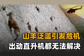 山羊体重重达200斤，蹄子又钝又硬，为什么却可以在峭壁上行走？