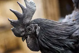 鸡中的保时捷，零售1万8一只，富豪为买到砸了570万！