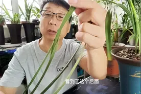 兰花叶子长黑斑，不用担心，可能是这些原因视频封面