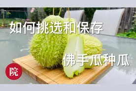 经验分享：佛手瓜留种瓜，看看如何挑选和保存过冬的方法