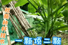 掌握这4点种植秋葵，一棵顶两棵，长得快，结得多，特别简单视频封面